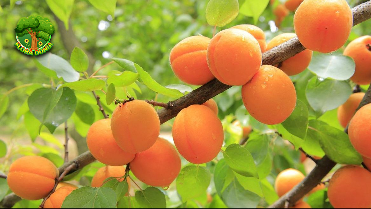 Nektarin Buah Cantik dengan Cita Rasa yang Beda Banget! Begitu melihat nektarin, banyak orang langsung jatuh cinta. Warna kulitnya yang mengilap, campuran merah dan oranye yang menggoda, bikin siapa pun tergoda buat nyicip. Sekilas mirip persik, tapi jangan salah sangka nektarin punya karakter yang beda. Kulitnya halus tanpa bulu, dan rasa manisnya nggak main-main. Kadang ada sensasi asam segar yang bikin mulut langsung melek. Meskipun ukurannya nggak jauh dari buah-buah lain di rak toko, nektarin punya cara tersendiri buat bikin orang penasaran. Begitu digigit, daging buahnya yang lembut langsung meledak dengan rasa segar yang khas. Perpaduan antara manis alami dan aroma harum bikin satu buah rasanya nggak cukup. Bukan Sekadar Cantik, Kandungannya Bikin Makin Salut Selain enak dilihat dan disantap, nektarin juga punya kandungan gizi yang oke banget. Di dalam buah kecil ini, tersembunyi vitamin dan zat penting yang bikin tubuh lebih segar dan aktif. Karena itu, banyak orang mulai menjadikan nektarin sebagai teman setia waktu sarapan atau camilan sehat di sore hari. Tak hanya vitamin C yang tinggi, nektarin juga mengandung serat yang membantu menjaga sistem pencernaan tetap lancar. Bahkan, ada juga zat antioksidan yang bisa bantu tubuh melawan hal-hal nggak diundang dari luar. Dengan kata lain, satu buah nektarin bisa jadi paket lengkap buat tubuh kamu tetap bugar dan bahagia. Meski banyak buah lain yang juga menyehatkan, nektarin punya keunikan dalam rasanya yang berlapis. Setiap gigitan memberi sensasi berbeda, tergantung dari tingkat kematangan buahnya. Itulah mengapa buah ini cocok disantap langsung atau dijadikan bahan tambahan dalam makanan segar seperti salad atau smoothies. Daya Tahan dan Fleksibel dalam Segala Sajian Berhubung nektarin punya tekstur padat tapi juicy, buah ini gampang diolah dalam berbagai hidangan. Mau dipanggang, dibekukan, dicampur yoghurt, atau dijadikan topping oatmeal semuanya bisa. Dengan begitu, kamu nggak akan bosan karena selalu ada cara baru buat menikmati nektarin. Bahkan saat dijadikan bahan dalam makanan gurih, nektarin tetap tampil maksimal. Perpaduan rasa manis dan sedikit asamnya bisa ngasih kejutan kecil yang menyenangkan. Banyak chef juga mulai memasukkan nektarin ke dalam menu masakan modern mereka. Alasannya jelas—rasanya unik dan tampangnya pun fotogenik. Kalau kamu tipe yang suka eksplor rasa baru, nektarin bisa jadi senjata rahasia buat bikin kreasi menu lebih menarik. Dan karena buah ini cukup tahan lama kalau disimpan dengan benar, kamu bisa stok beberapa buah tanpa takut cepat rusak. Asal-Usul dan Perjalanan ke Seluruh Dunia Meskipun populer di banyak negara, nektarin punya sejarah panjang yang menarik. Awalnya, buah ini tumbuh di wilayah Asia, terutama Tiongkok. Namun seiring waktu, nektarin ikut tersebar ke berbagai belahan dunia lewat perdagangan dan pertukaran tanaman. Menariknya, nektarin bukan hasil rekayasa modern. Buah ini muncul secara alami karena mutasi pada persik biasa. Tapi karena mutasinya membawa rasa dan tekstur yang beda, orang-orang langsung jatuh cinta dan mulai membudidayakannya secara khusus. Hingga saat ini, nektarin tumbuh subur di negara-negara beriklim hangat seperti Spanyol, Italia, dan California. Namun di Indonesia, buah ini juga sudah mulai dikenal dan bisa ditemukan di supermarket besar atau toko buah premium. Kesimpulan Kalau selama ini kamu cuma lewatkan nektarin di rak toko, sekarang saatnya berubah pikiran. Buah mungil yang satu ini punya kombinasi menarik antara tampilan menawan dan rasa yang nggak biasa. Nggak heran kalau makin banyak orang mulai memasukkan nektarin ke dalam daftar buah favorit mereka. Dengan rasa yang segar, kandungan gizi yang oke, serta fleksibilitas dalam penyajian, nektarin cocok buat siapa saja yang ingin hidup sehat tanpa mengorbankan kenikmatan. Jadi, lain kali saat kamu bingung mau beli buah apa, ingat aja nektarin selalu siap bikin lidahmu senang dan tubuhmu makin fit.