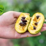Kenalan Yuk dengan Buah Pawpaw, Si Unik dari Amerika!