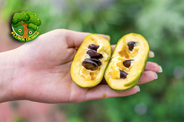 Kenalan Yuk dengan Buah Pawpaw, Si Unik dari Amerika!