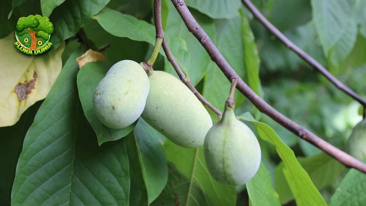 Kenalan Yuk dengan Buah Pawpaw, Si Unik dari Amerika!