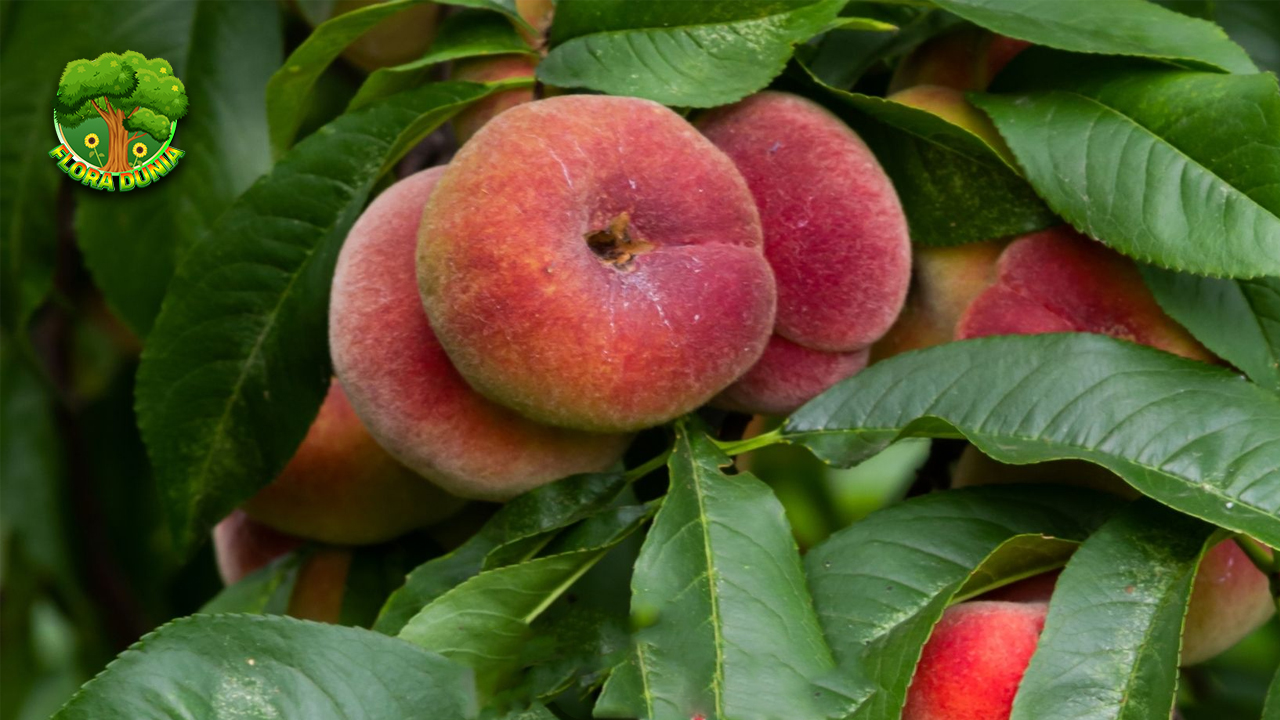 Buah Peach Si Lembut Manis dengan Segudang Kejutan Rasa!