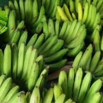 Dari Kebun ke Meja Cerita Unik Pisang Ambon Lumut!