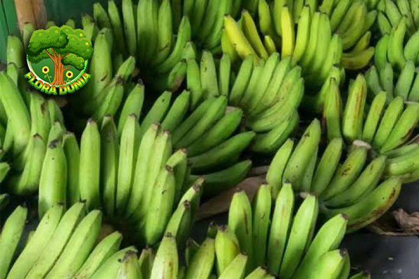 Dari Kebun ke Meja Cerita Unik Pisang Ambon Lumut!
