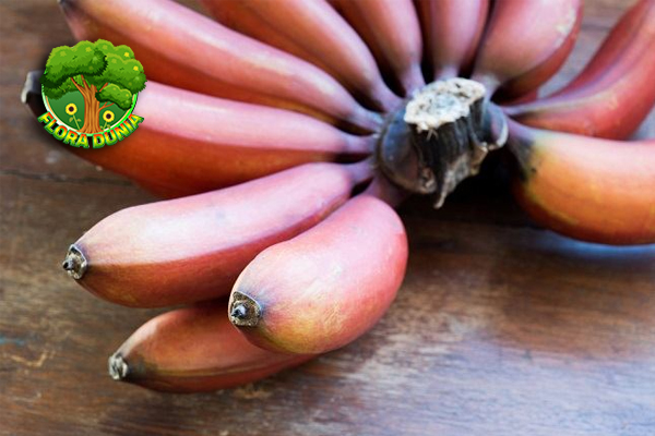 Pisang Merah Si Buah Langka dengan Rasa Tak Biasa!