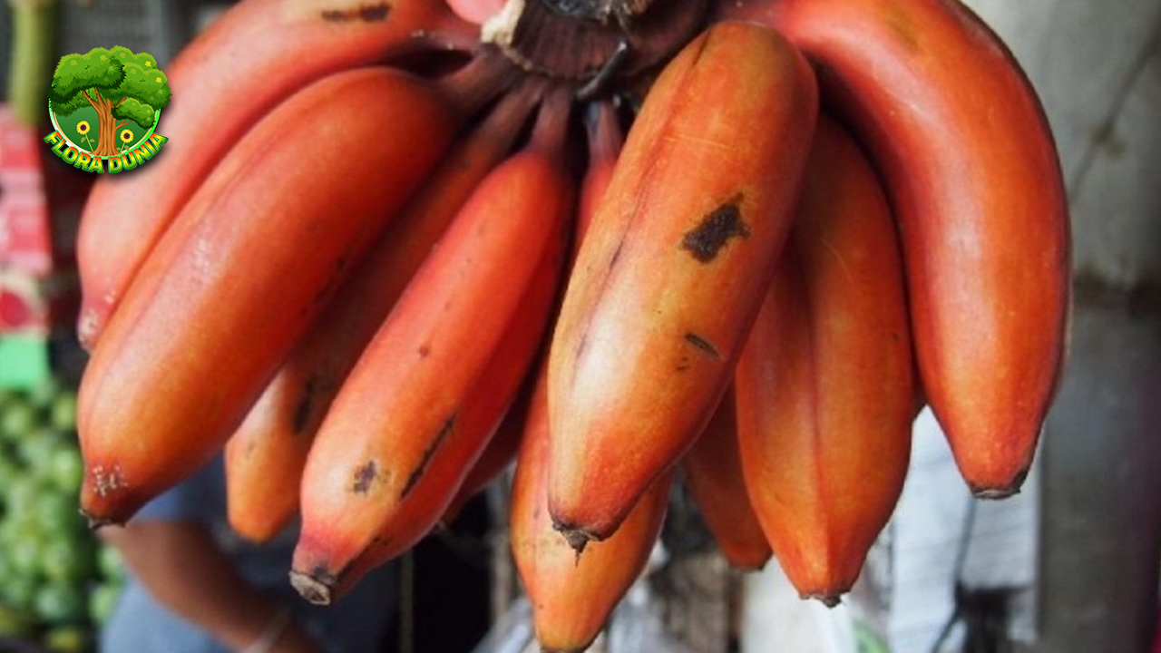 Pisang Merah Si Buah Langka dengan Rasa Tak Biasa!