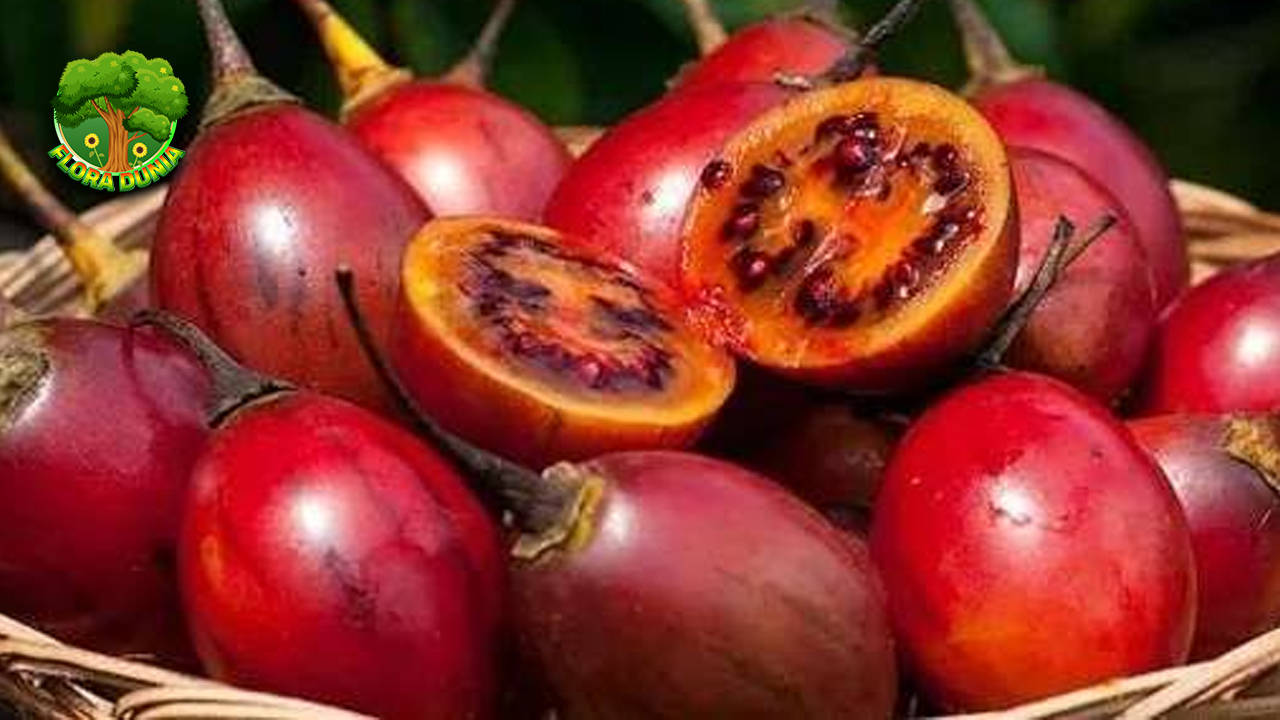 Kenali Terong Belanda: Buah Eksotik dengan Banyak Khasiat