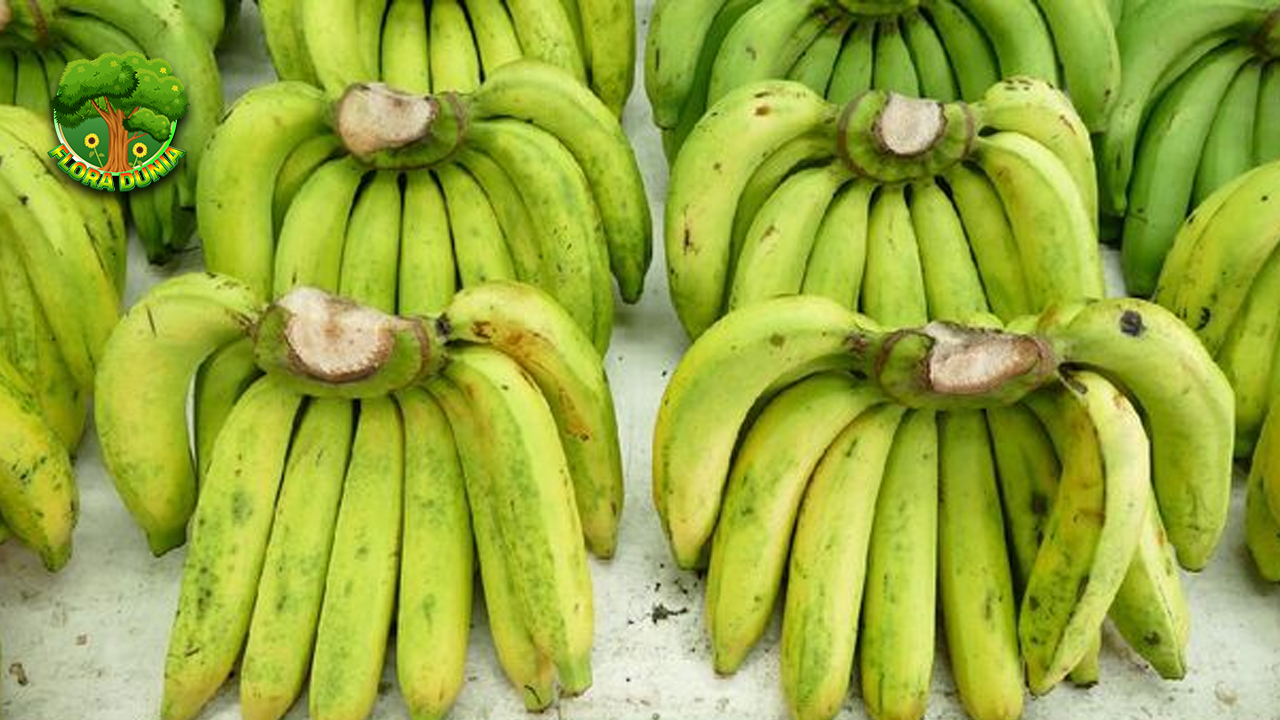 Dari Kebun ke Meja Cerita Unik Pisang Ambon Lumut! Bicara soal pisang, pasti tak bisa lepas dari berbagai jenis yang tersebar di nusantara. Salah satu yang mencuri perhatian adalah Pisang Ambon Lumut. Uniknya, pisang ini membawa kisah yang cukup berbeda dari jenis pisang lain. Dari kebunnya yang tersembunyi hingga akhirnya masuk ke meja makan, perjalanan pisang ini penuh warna dan kejutan. Perjalanan Pisang Ambon Lumut dari Kebun Awalnya, pisang Ambon Lumut tumbuh di kebun-kebun dengan kondisi khusus yang mendukung keistimewaannya. Kebun-kebun ini biasanya berada di dataran rendah hingga menengah, di mana udara sejuk dan tanah subur memberikan kesempatan bagi pisang untuk berkembang secara optimal. Tak heran jika rasa dan tekstur pisang ini terasa beda saat sudah matang. Selain itu, perawatan kebun pisang ini juga menjadi faktor penting. Para petani memilih waktu tepat untuk memanen supaya pisang tetap segar dan kualitasnya tetap terjaga. Dari sini, bisa disimpulkan bahwa proses dari kebun ke meja makan tidak sekadar soal panen, melainkan juga ketelitian dalam menjaga setiap tahap. Tak jarang, pisang Ambon Lumut mendapat perhatian khusus dari petani lokal yang sudah memahami karakteristik tanaman ini dengan baik. Mereka tahu kapan harus memberi pupuk alami dan bagaimana cara menjaga agar pisang tetap bebas dari hama. Oleh karena itu, pisang ini hadir dengan kualitas yang tidak main-main. Keunikan Pisang Ambon Lumut di Meja Makan Saat pisang Ambon Lumut sampai ke meja makan, keistimewaan rasa dan aroma langsung terasa. Teksturnya yang lembut berpadu dengan rasa manis yang khas membuat siapa saja yang mencicipinya akan langsung jatuh hati. Bahkan, aroma segar dari pisang ini mampu membangkitkan selera makan secara alami. Tak hanya soal rasa, pisang Ambon Lumut juga punya warna kulit yang berbeda dari pisang biasa. Kulitnya yang agak kehijauan sampai kuning muda memberi kesan segar dan alami. Warna ini juga menandakan bahwa pisang tersebut belum terlalu matang dan siap dinikmati kapan saja. Tidak hanya disukai sebagai buah segar, pisang Ambon Lumut juga sering dipakai sebagai bahan dasar berbagai olahan tradisional. Misalnya, kue pisang, keripik, atau bahkan campuran dalam minuman segar. Keberagaman ini menambah nilai lebih dari pisang Ambon Lumut dan membuatnya semakin diminati. Menjaga Keaslian dan Kualitas Pisang Ambon Lumut Untuk menjaga keaslian pisang Ambon Lumut, para petani dan penjual berusaha keras menjaga proses dari kebun hingga sampai ke konsumen. Salah satu caranya adalah dengan memastikan pisang dipanen pada waktu yang tepat dan disimpan dalam kondisi yang pas. Dengan demikian, pisang sampai di tangan pembeli dalam kondisi terbaik. Tidak hanya itu, distribusi pisang juga dilakukan dengan hati-hati supaya tidak terjadi kerusakan selama perjalanan. Hal ini tentu penting agar kualitas pisang tetap terjaga sampai sampai ke meja makan keluarga di rumah. Selain itu, kesadaran konsumen akan pentingnya memilih pisang Ambon Lumut asli juga makin meningkat. Mereka mulai lebih teliti dalam memilih buah yang berkualitas supaya mendapatkan rasa dan manfaat yang optimal. Dengan begitu, perputaran pasar pisang Ambon Lumut berjalan dengan sehat dan berkelanjutan. Kesimpulan Secara keseluruhan, perjalanan pisang Ambon Lumut dari kebun ke meja makan menyimpan cerita menarik yang jarang diketahui banyak orang. Proses yang penuh perhatian mulai dari pemilihan lokasi tanam hingga perawatan yang telaten memastikan pisang ini hadir dengan kualitas dan rasa yang luar biasa. Selain keunikan rasa dan aromanya, pisang Ambon Lumut juga menjadi bukti bahwa buah lokal punya potensi besar untuk dikenal luas dan dicintai. Jadi, setiap gigitan pisang ini bukan hanya soal kenikmatan, tapi juga menghargai kerja keras para petani yang merawatnya dengan penuh dedikasi. Maka dari itu, tidak ada salahnya menjadikan pisang Ambon Lumut sebagai pilihan utama buah segar di rumah. Selain sehat, kehadirannya juga memberi warna baru dalam menikmati buah tradisional Indonesia.