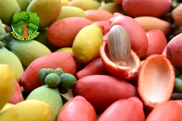 Buah Belinjo Rasa Khas Indonesia yang Tak Lekang Waktu!