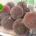 Buah Lahung 4 Warna dan Bentuk yang Jarang Terlihat