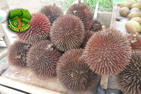 Buah Lahung 4 Warna dan Bentuk yang Jarang Terlihat 3 Buah Lahung 4 Warna dan Bentuk yang Jarang Terlihat
