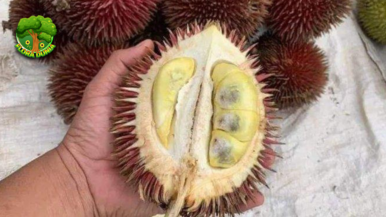 Buah Lahung 4 Warna dan Bentuk yang Jarang Terlihat 4 Buah Lahung 4 Warna dan Bentuk yang Jarang Terlihat