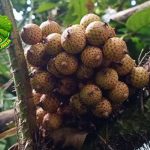 Buah Manau Cita Rasa Unik dari Hutan Tropis Nusantara!