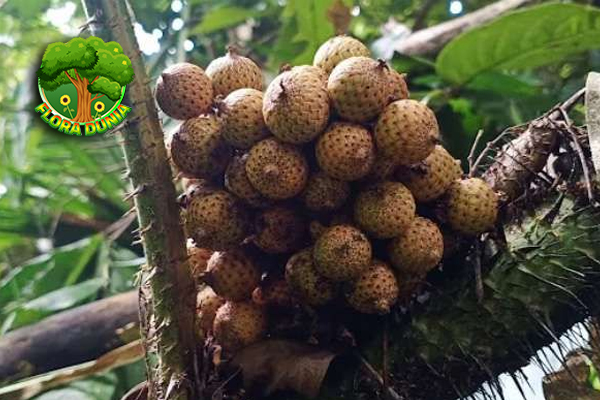 Buah Manau Cita Rasa Unik dari Hutan Tropis Nusantara!