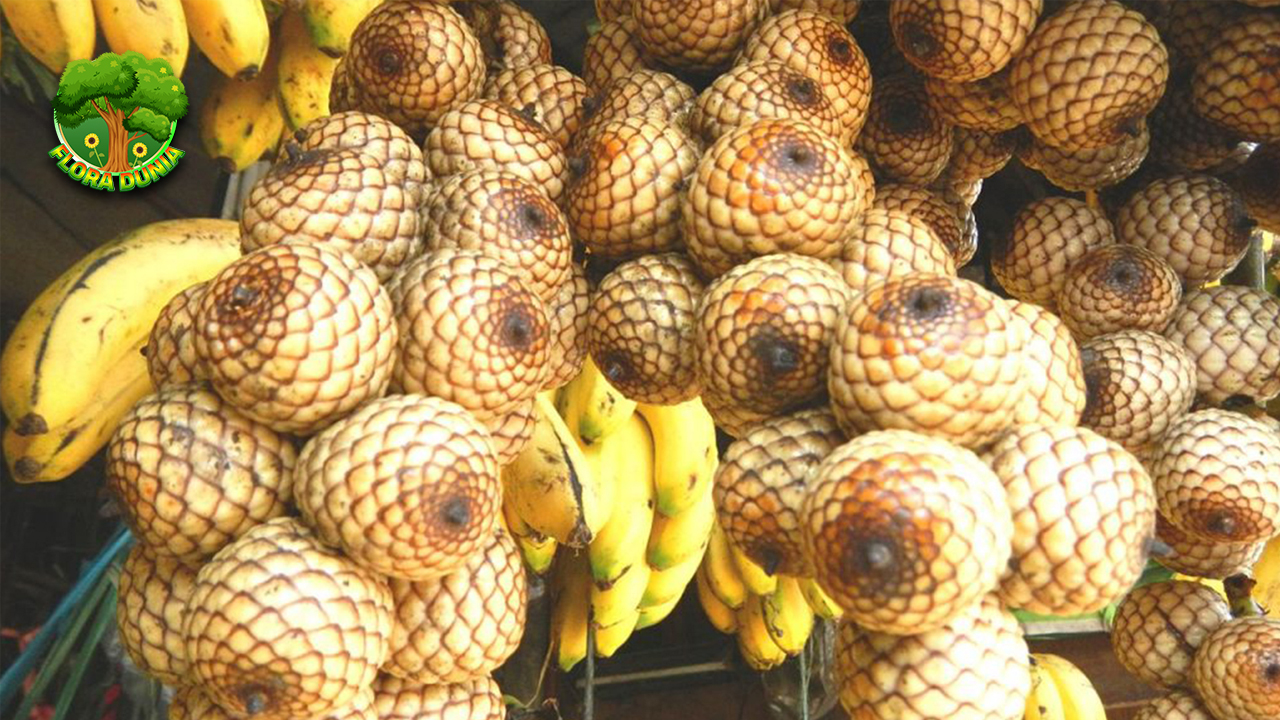 Buah Manau Cita Rasa Unik dari Hutan Tropis Nusantara!