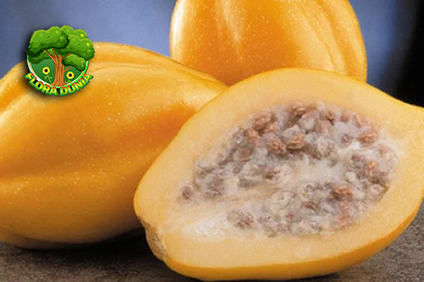 Kenalan dengan Carica, Si Buah Unik dari Pegunungan!