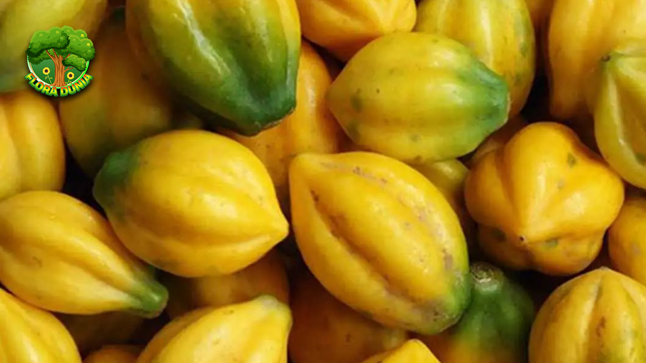 Kenalan dengan Carica, Si Buah Unik dari Pegunungan!