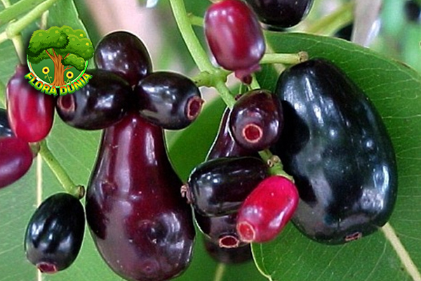Buah Duhat yang Melegenda Ini Keunikan dan Khasiatnya!