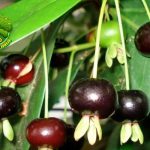 15 Kreatif Menikmati Buah Grumichama di Rumah