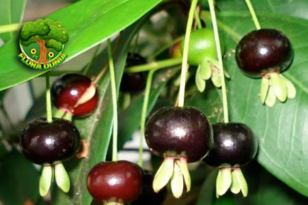 15 Kreatif Menikmati Buah Grumichama di Rumah 3 15 Kreatif Menikmati Buah Grumichama di Rumah
