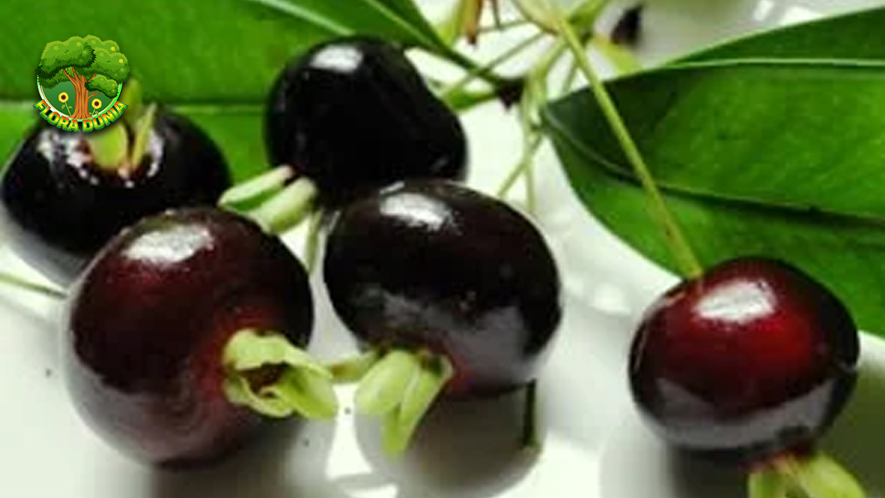 15 Kreatif Menikmati Buah Grumichama di Rumah 4 15 Kreatif Menikmati Buah Grumichama di Rumah