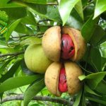 Buah Kepa dan 6 Keunggulan yang Jarang Disadari