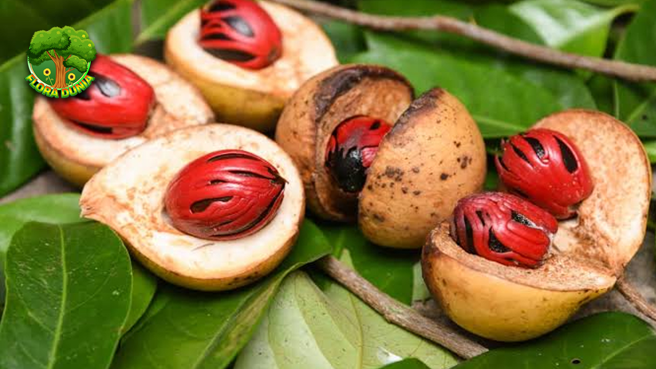 Buah Kepa dan 6 Keunggulan yang Jarang Disadari 4 Buah Kepa dan 6 Keunggulan yang Jarang Disadari