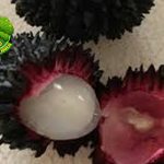 Rambutan Hutan 10 Hal Penting Tentang Buah Langka