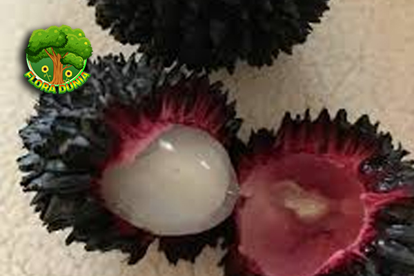 Rambutan Hutan 10 Hal Penting Tentang Buah Langka 7 Rambutan Hutan 10 Hal Penting Tentang Buah Langka