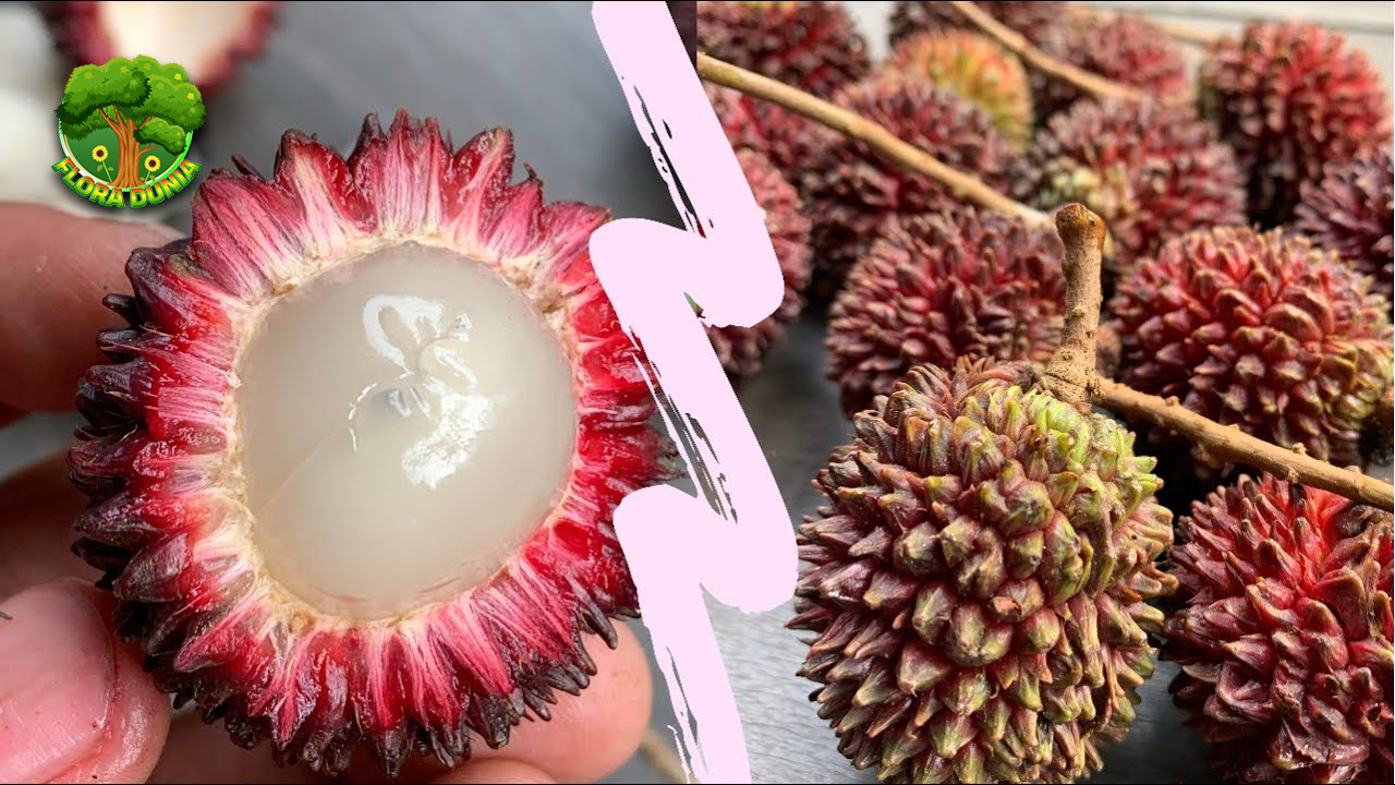 Rambutan Hutan 10 Hal Penting Tentang Buah Langka 4 Rambutan Hutan 10 Hal Penting Tentang Buah Langka