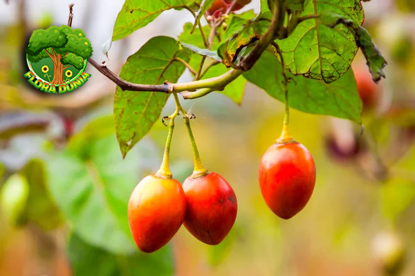 Buah Tamarillo Pilihan Unik dengan 2 Nutrisi Luar Biasa 3 Buah Tamarillo Pilihan Unik dengan 2 Nutrisi Luar Biasav