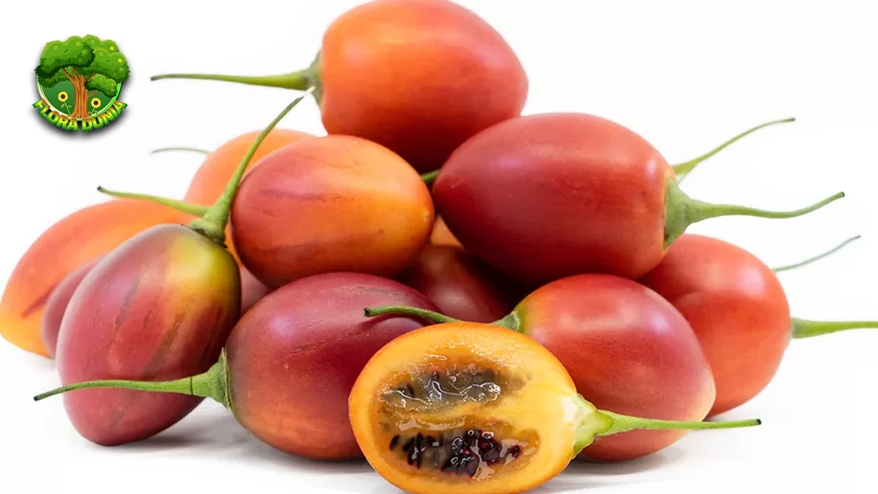 Buah Tamarillo Pilihan Unik dengan 2 Nutrisi Luar Biasa 4 Buah Tamarillo Pilihan Unik dengan 2 Nutrisi Luar Biasa