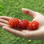Buah Dewandar: Misteri Warna 1 Merah yang Memikat