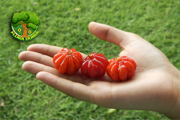 Buah Dewandar: Misteri Warna 1 Merah yang Memikat 3 Buah Dewandar: Misteri Warna 1 Merah yang Memikat