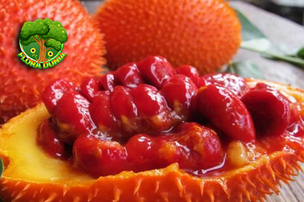 Buah Gac Si Langka dengan Segudang Khasiat Alami!