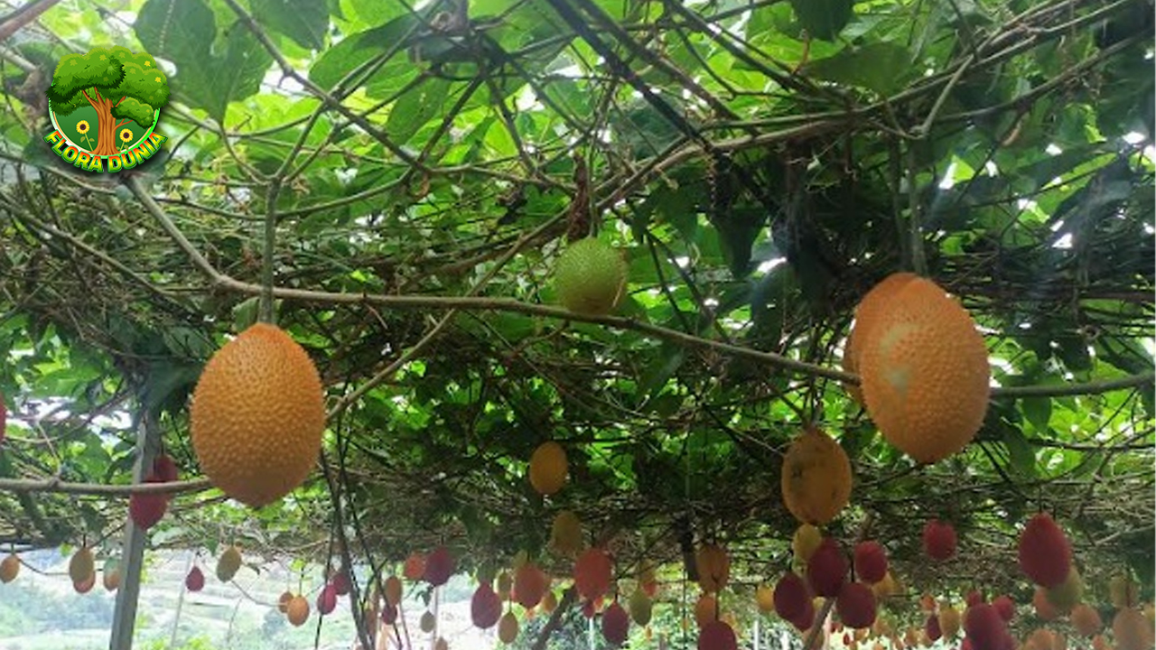 Buah Gac Si Langka dengan Segudang Khasiat Alami!