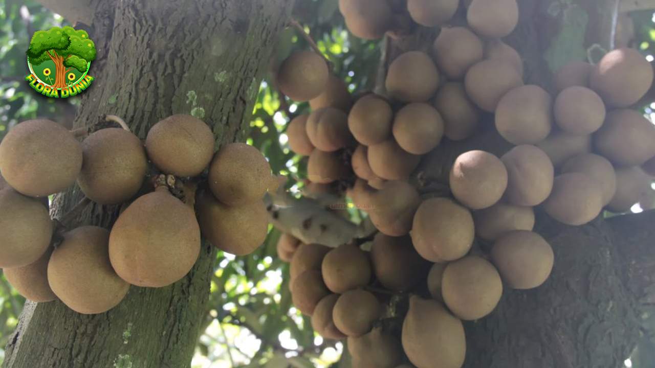 Burahol Buah dengan 5 Cita Rasa yang Bikin Hidup 4 Burahol Buah dengan 5 Cita Rasa yang Bikin Hidup