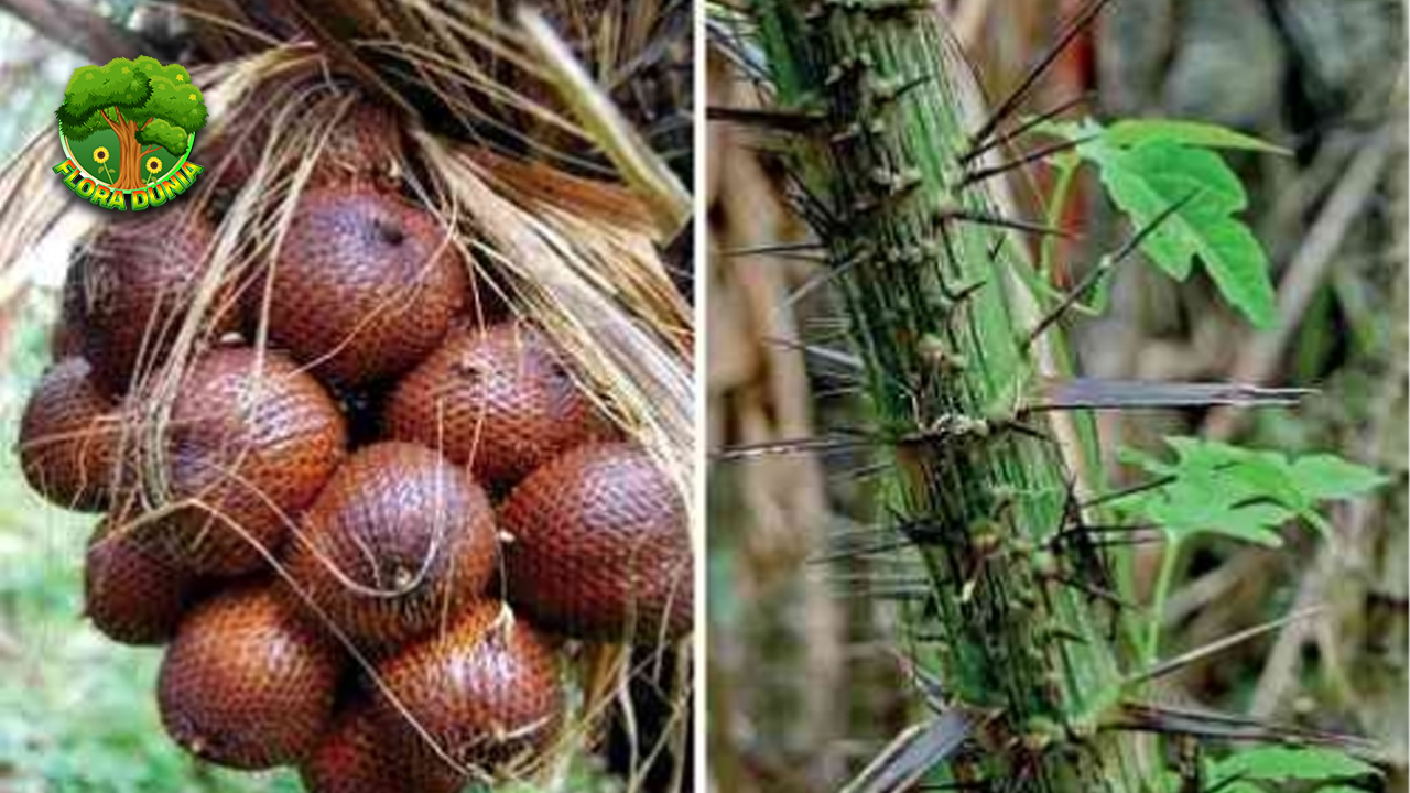 Salak Condet dan 12 Cerita Legendaris dari Jaman Dulu 4 Salak Condet dan 12 Cerita Legendaris dari Jaman Dulu
