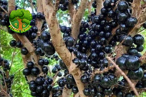 Jaboticaba Buah Ajaib yang Punya 5 Fakta Menarik Pecinta Buah 3 Jaboticaba Buah Ajaib yang Punya 5 Fakta Menarik Pecinta Buah