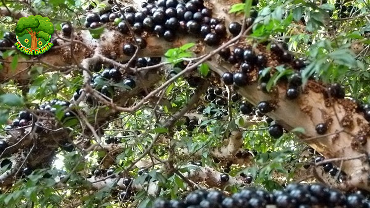 Jaboticaba Buah Ajaib yang Punya 5 Fakta Menarik Pecinta Buah 4 Jaboticaba Buah Ajaib yang Punya 5 Fakta Menarik Pecinta Buah