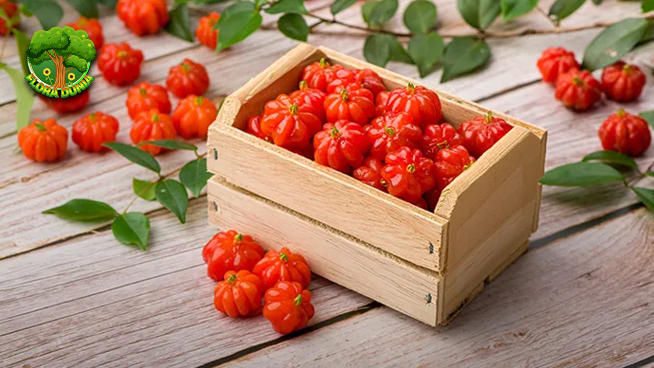 Buah Dewandar: Misteri Warna 1 Merah yang Memikat 4 Buah Dewandar: Misteri Warna 1 Merah yang Memikat