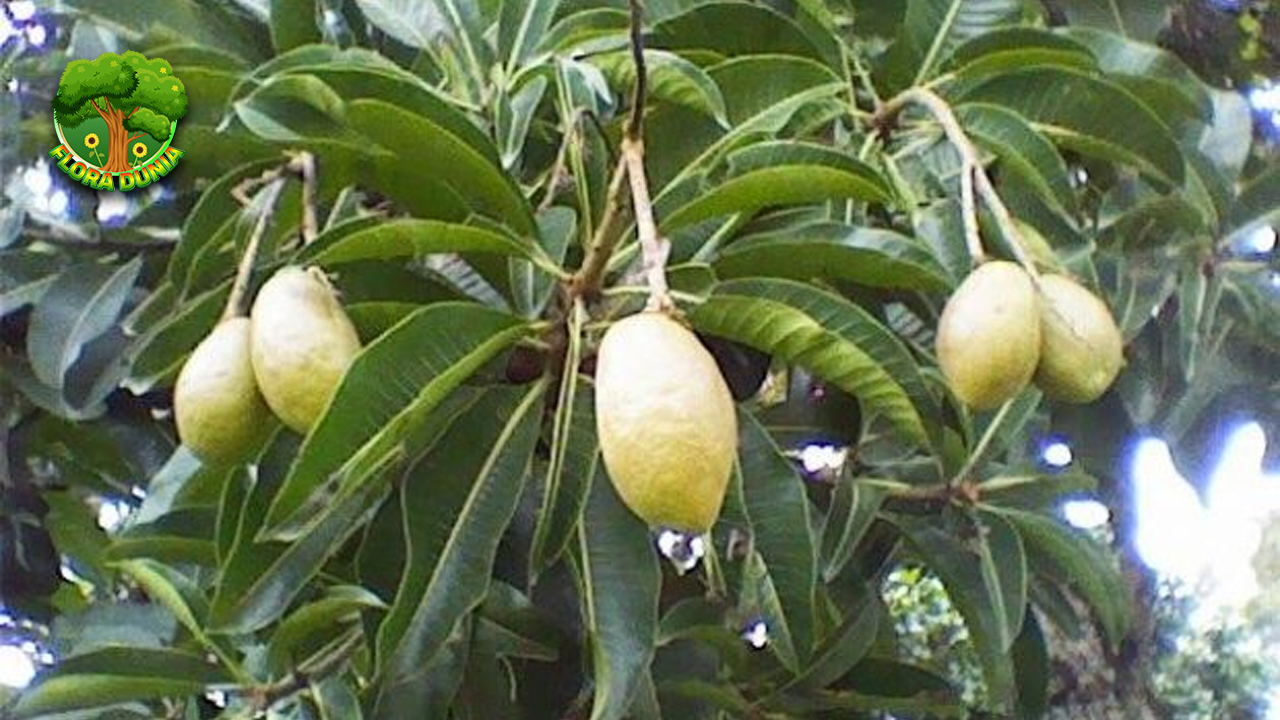 Mengenal Buah Kemang: 6 Rahasia Lezat dan Bergizi! 4 Mengenal Buah Kemang: 6 Rahasia Lezat dan Bergizi!