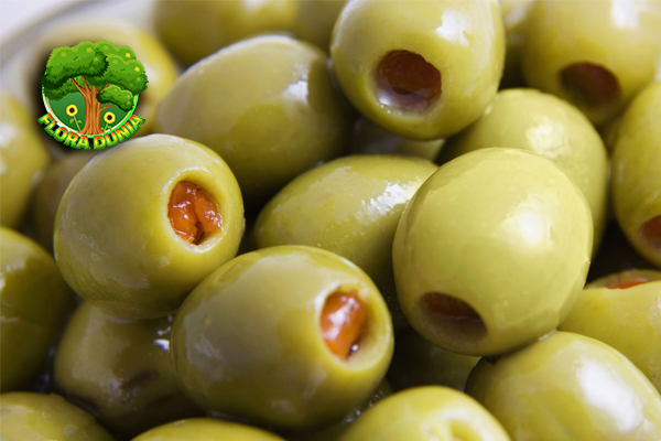 Zaitun Rahasia 6 Alam untuk Tubuh Lebih Sehat