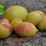 Buah Mangaba 10 Keistimewaan Unik Bikin Penasaran