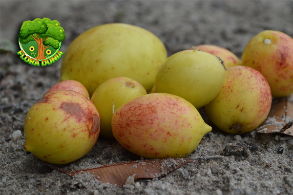 Buah Mangaba 10 Keistimewaan Unik Bikin Penasaran