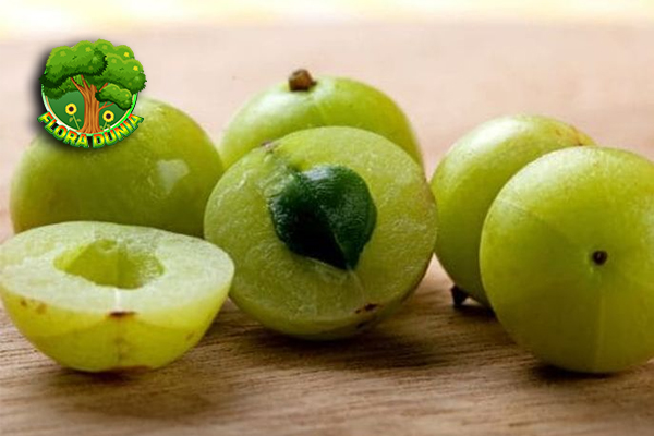Pakar Ungkap 8 Alasan Amla Jadi Primadona Herbal Baru