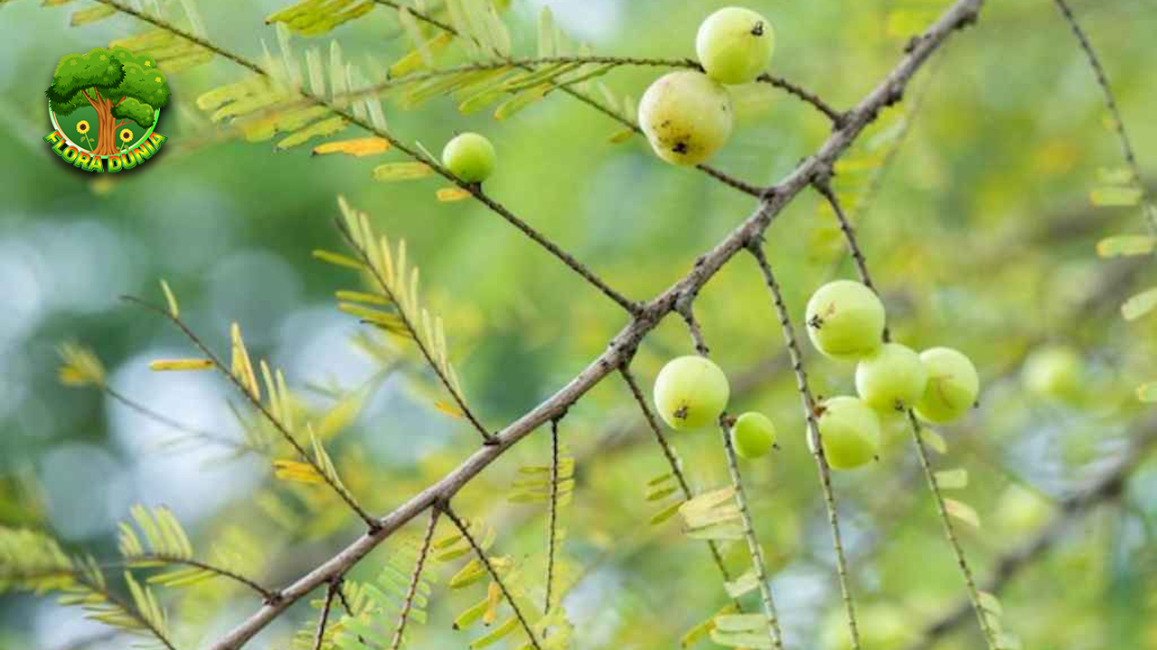 Pakar Ungkap 8 Alasan Amla Jadi Primadona Herbal Baru 4 Pakar Ungkap 8 Alasan Amla Jadi Primadona Herbal