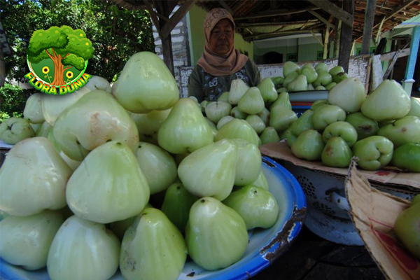 Jambu Air Putih 8 Rahasia Rasa yang Jarang Diketahui