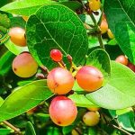 Karonda Buah Klasik dengan Cerita 4 Alam yang Abadi