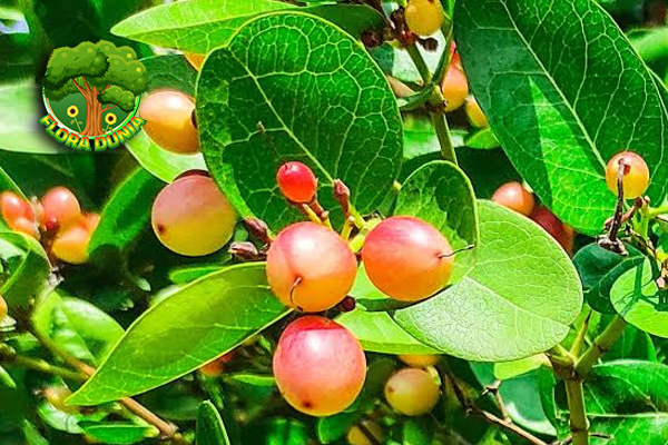 Karonda Buah Klasik dengan Cerita 4 Alam yang Abadi