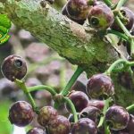 Kitembilla vs Buah Lokal 6 Perbedaan unik Mengejutkan!